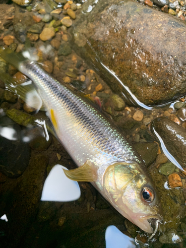 カワムツの釣果