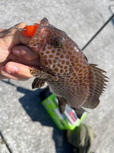 オオモンハタの釣果