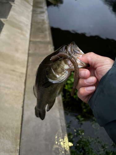 ラージマウスバスの釣果