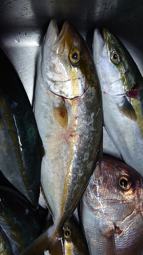 ネリゴの釣果