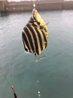 カゴカキダイの釣果