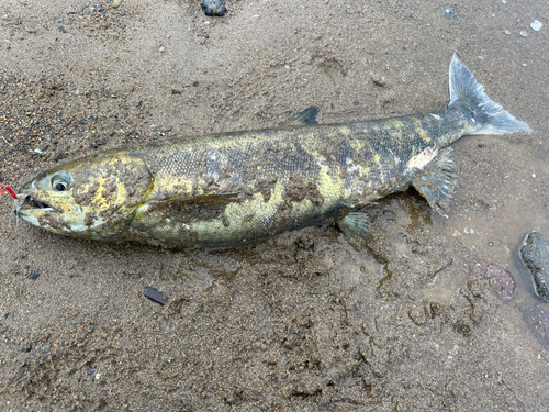 シロザケの釣果