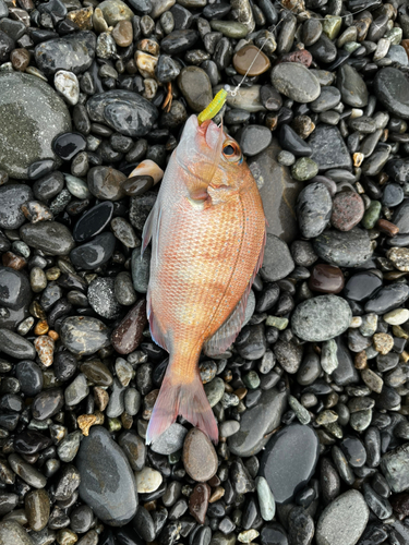 タイの釣果