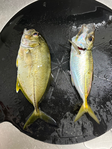 マアジの釣果