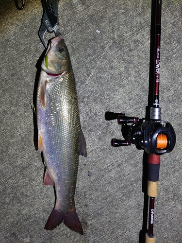 ウグイの釣果