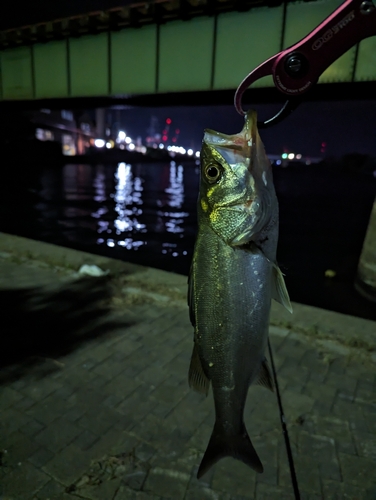 シーバスの釣果