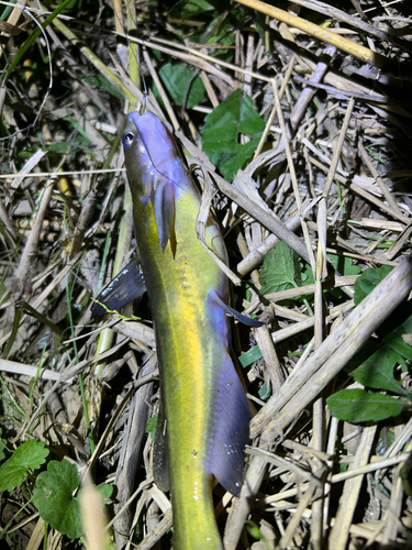 ウナギの釣果