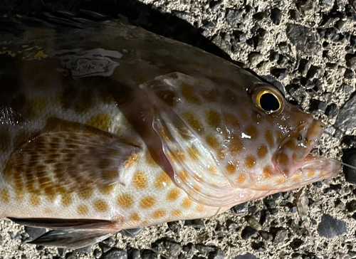 オオモンハタの釣果