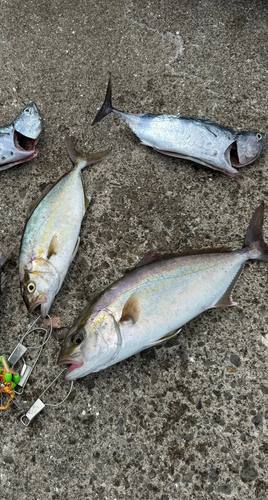 シオの釣果