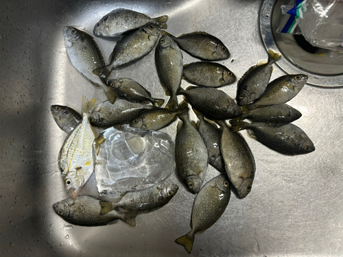 アイゴの釣果