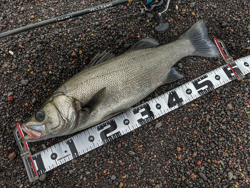 ヒラスズキの釣果