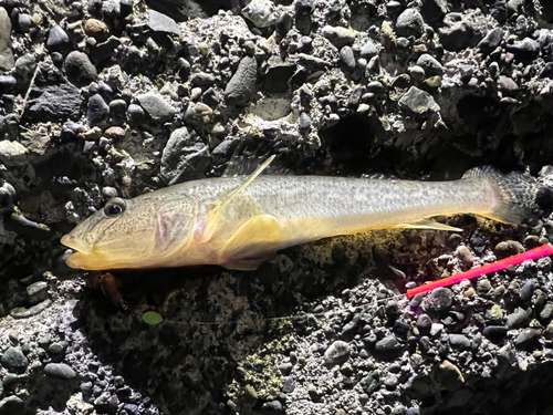 マハゼの釣果