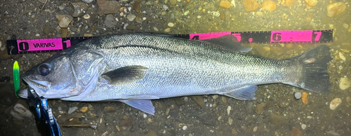 シーバスの釣果