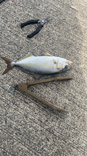 ショゴの釣果