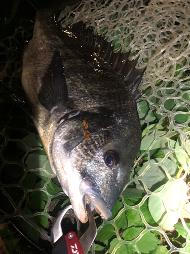 チヌの釣果