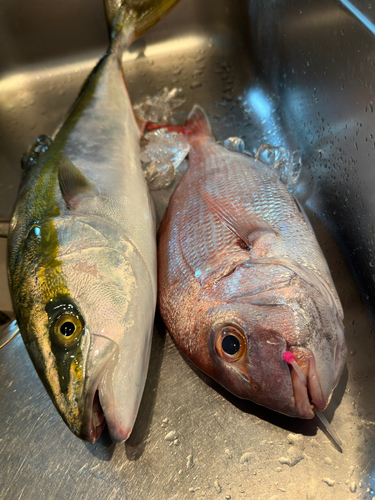 タイの釣果