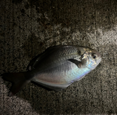 イボダイの釣果