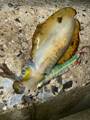 アオリイカの釣果