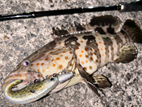 チャイロマルハタの釣果