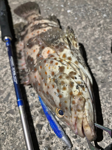 チャイロマルハタの釣果