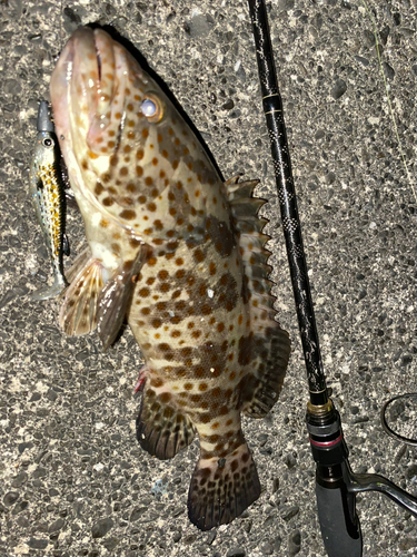 チャイロマルハタの釣果