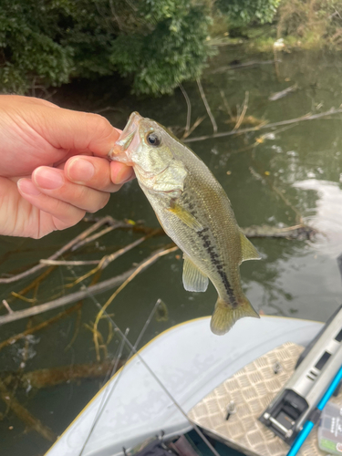 ラージマウスバスの釣果