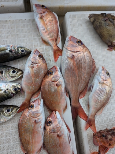 タイの釣果