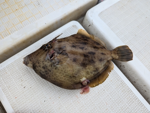 カワハギの釣果