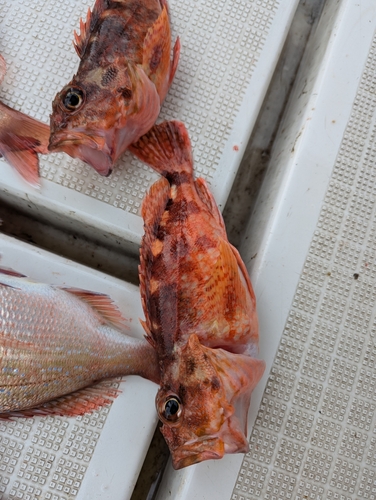 アラカブの釣果