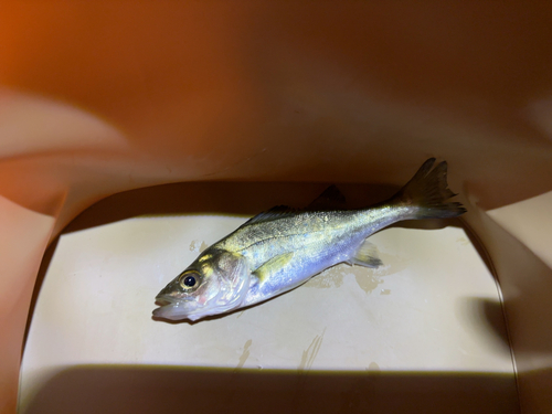 セイゴ（タイリクスズキ）の釣果