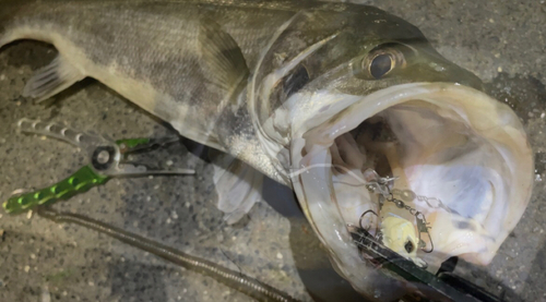 シーバスの釣果