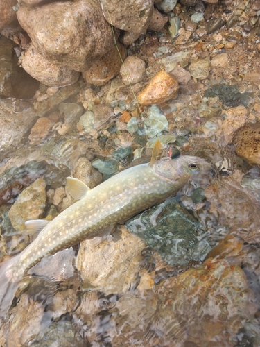 ニッコウイワナの釣果