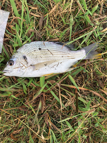 キビレの釣果