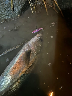 スズキの釣果