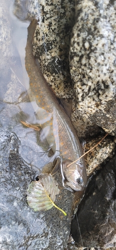 ヤマトイワナの釣果