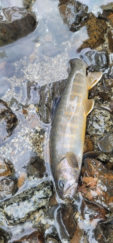 ヤマトイワナの釣果