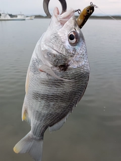 キビレの釣果