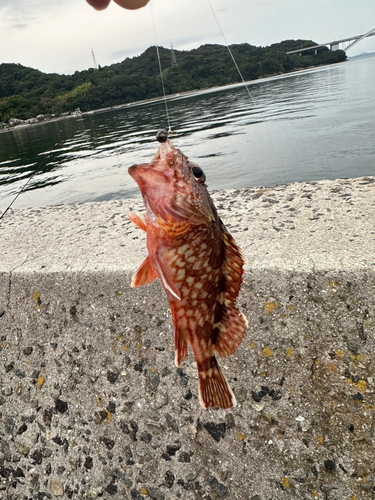 カサゴの釣果