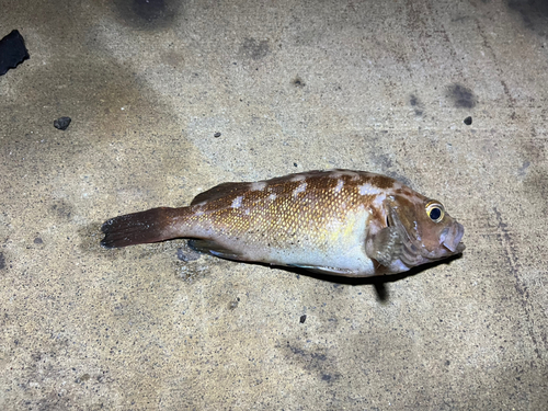 エゾメバルの釣果