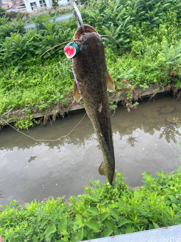 ナマズの釣果