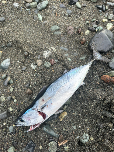 ソウダガツオの釣果