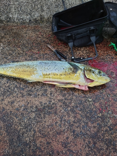 シイラの釣果