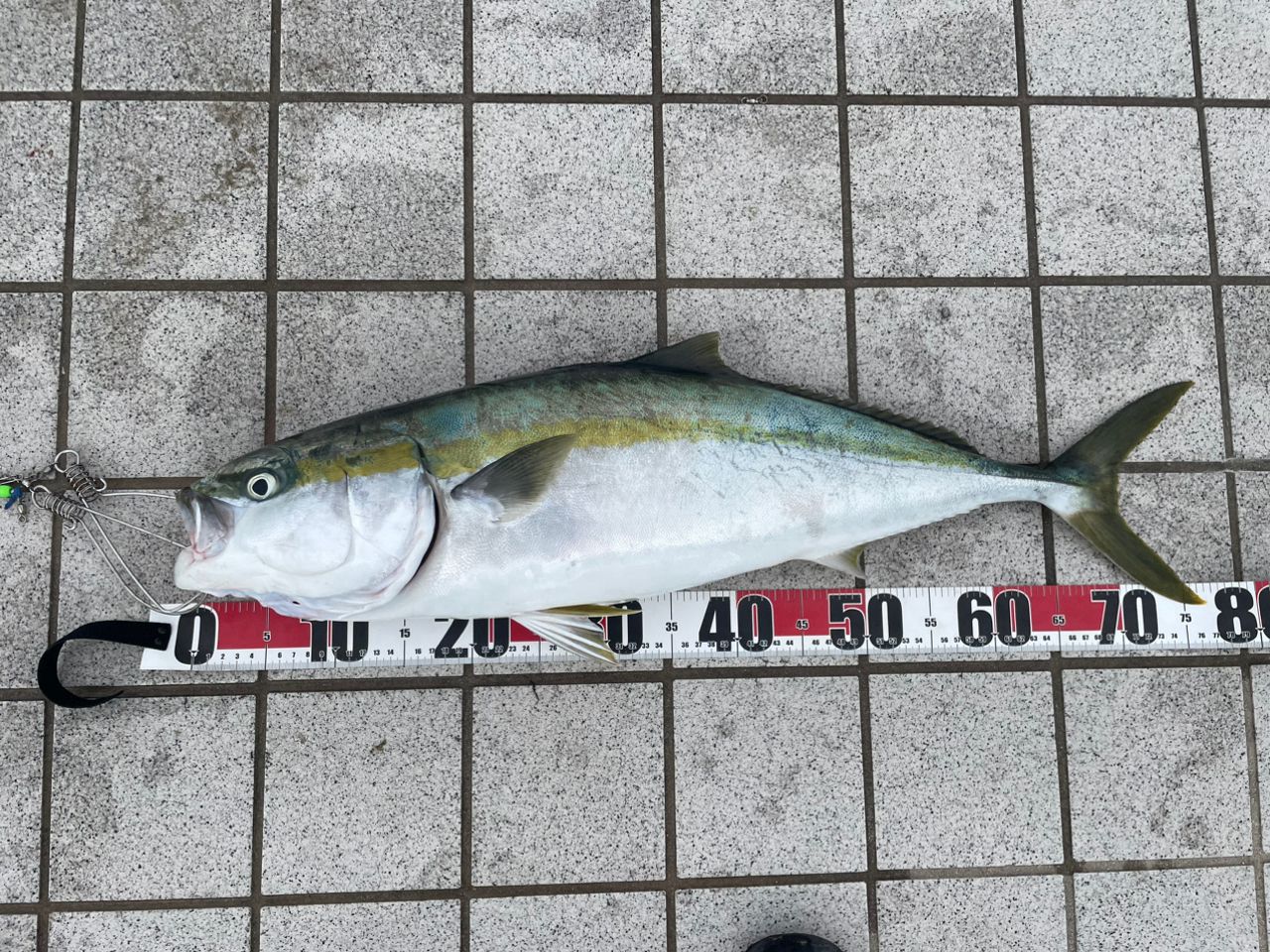 ハマチ
