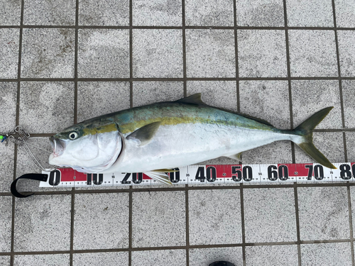 ハマチの釣果