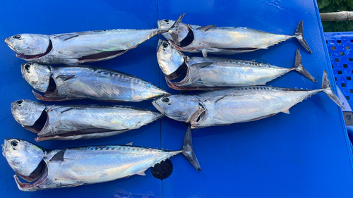 マルソウダの釣果