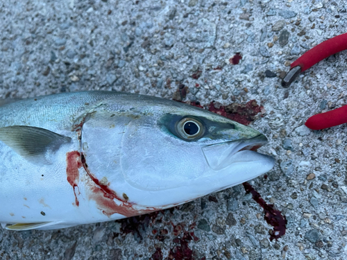 ハマチの釣果