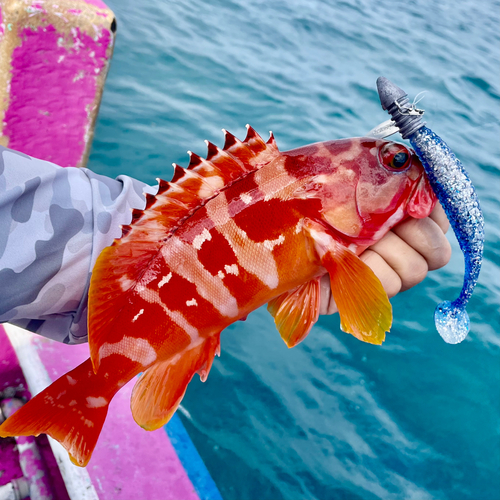 アカハタの釣果