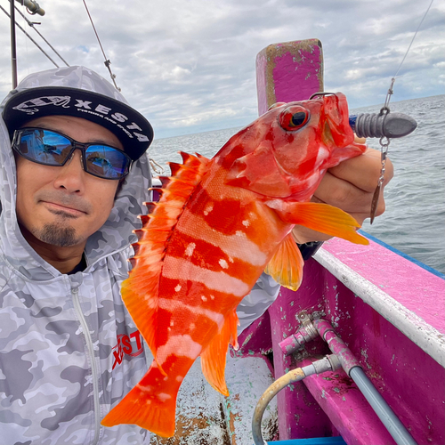 アカハタの釣果