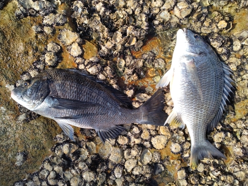 チヌの釣果