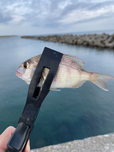 タイの釣果